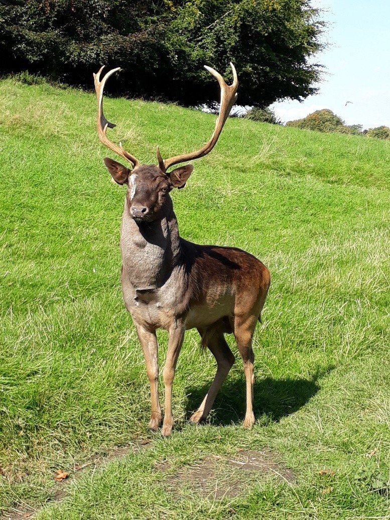 A deer at Dublin