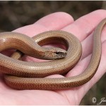 serpents en irlande