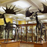 Museum of Natural History, ground floor showing Irish Elk