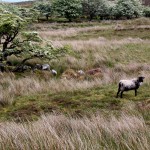 Cuilcagh Legnabrocky 1