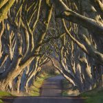 Dark Hedges