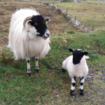 Sheeps in Slieve League